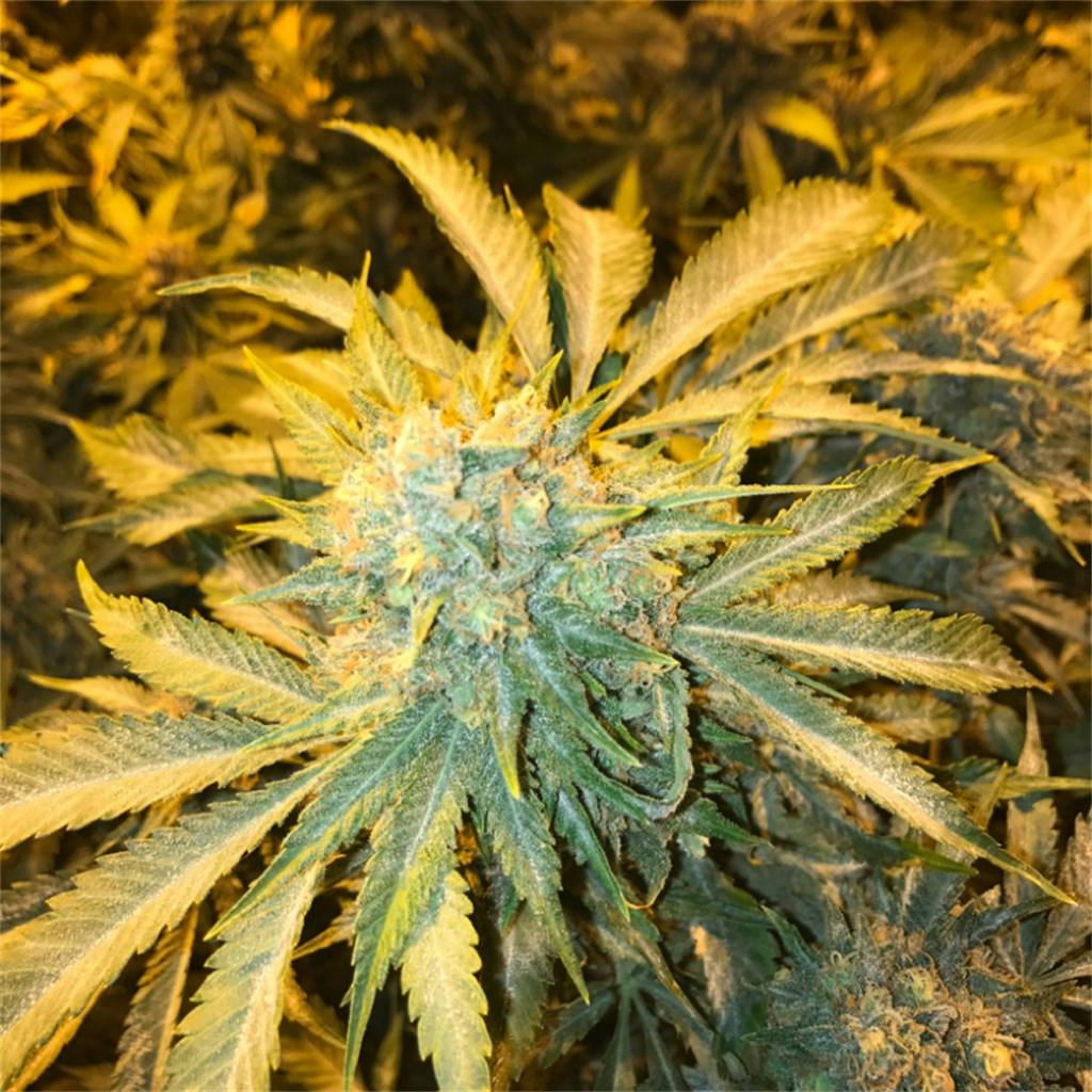 Strawberry OG Weed Strain Information Leafly