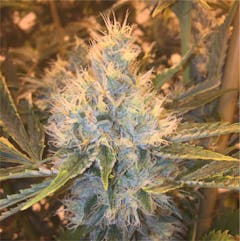 User uploaded image of Strawberry OG