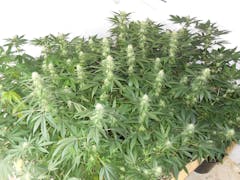 User uploaded image of Sublime