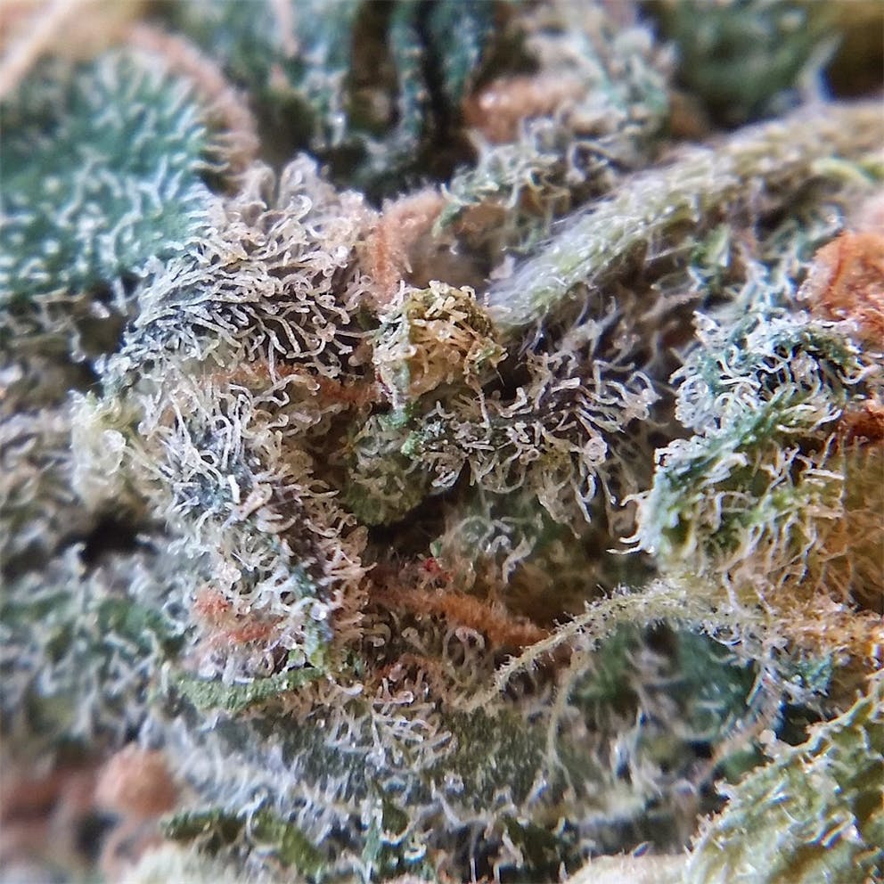 Photos of Sugar Black Rose Weed Strain Buds Leafly