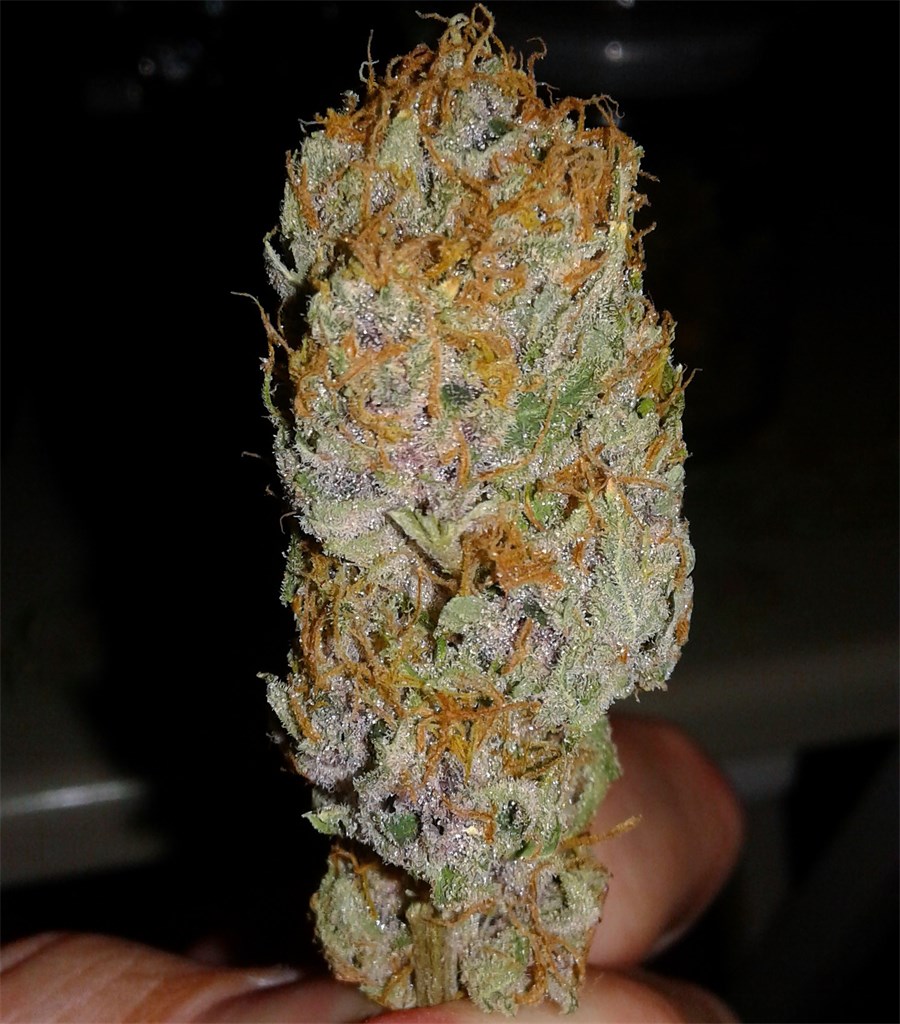 sugar rush strain