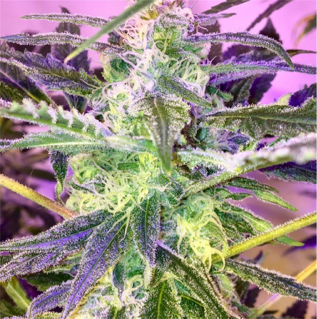 Sugar Black Rose aka Black Sugar Rose Weed Strain Information Leafly