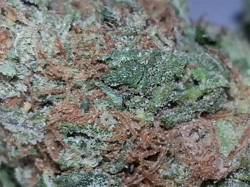 Photos of Sugar Cookie Weed Strain Buds Leafly