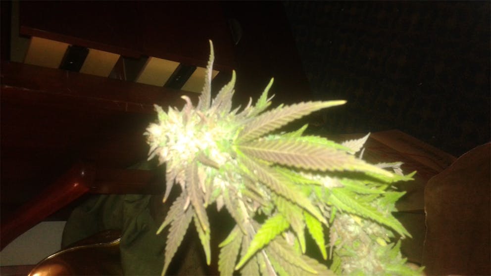 Photos of Sugar Cookie Weed Strain Buds Leafly