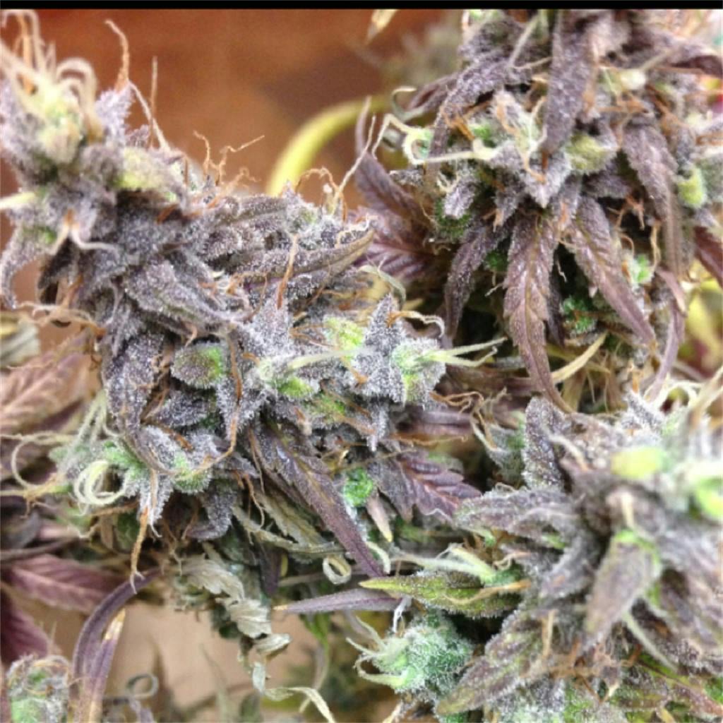 Sugar Cookie Marijuana Strain Information Leafly