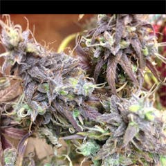 User uploaded image of Sugar Cookie