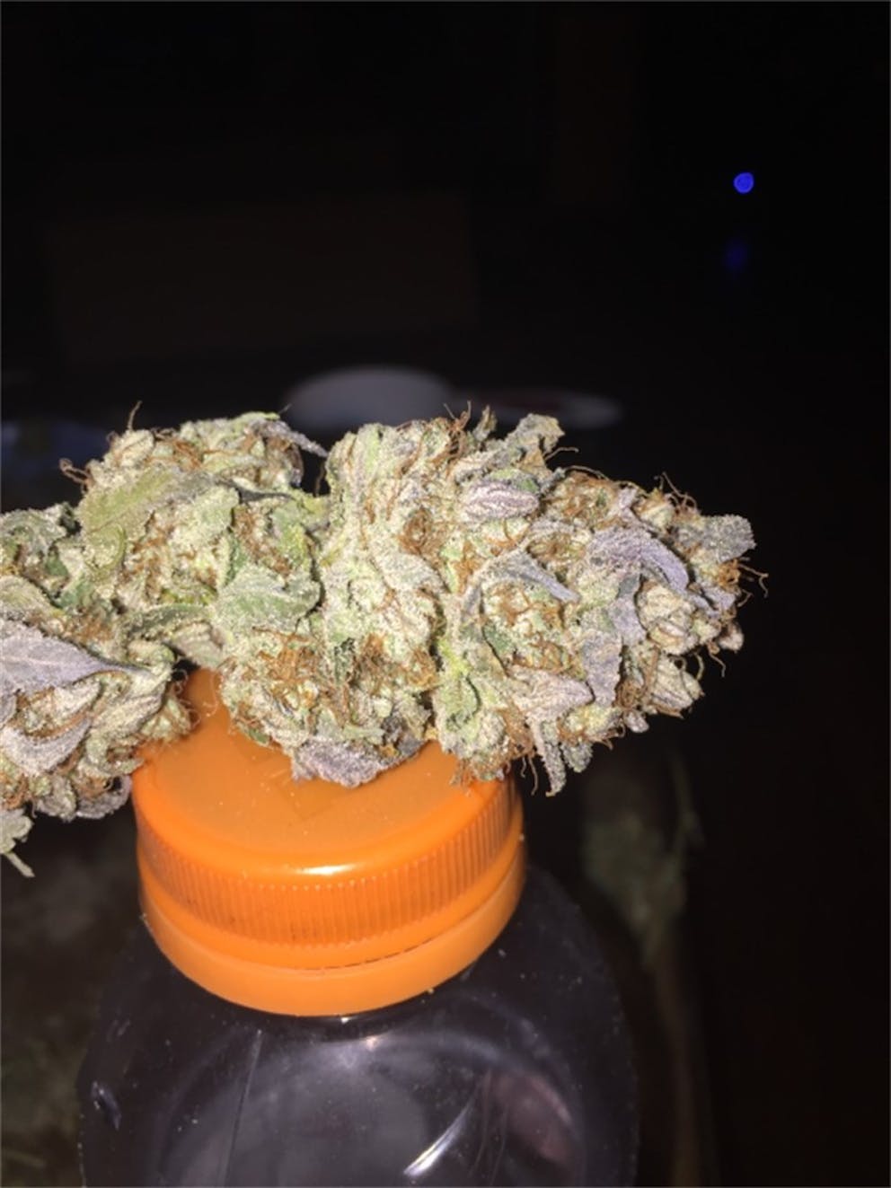 Photos of Sugar Cookie Weed Strain Buds Leafly