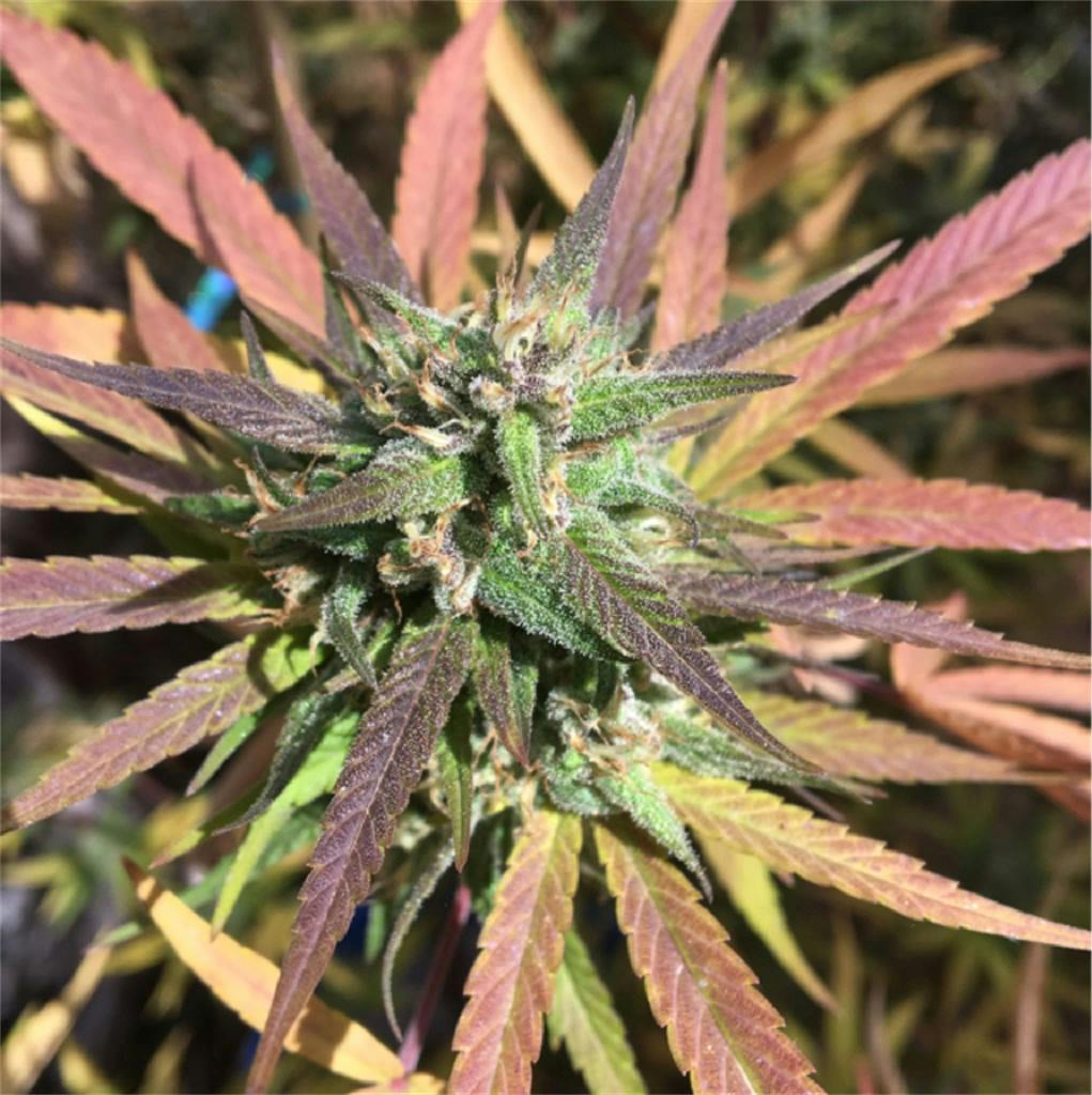 Sugar Cookie Weed Strain Information Leafly