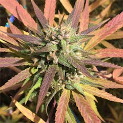 User uploaded image of Sugar Cookie