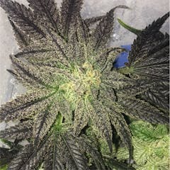 User uploaded image of Sugar Cookie