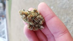 User uploaded image of Sugar Kush