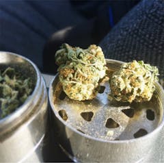 User uploaded image of Sugar Kush