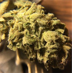 User uploaded image of Sugar Mama