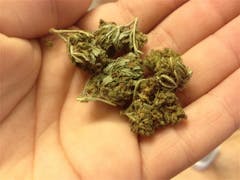 User uploaded image of Sugar Mama