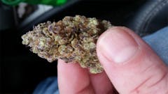 User uploaded image of Sugar Plum