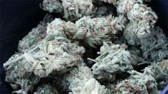 User uploaded image of Sugar Punch