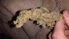 User uploaded image of Sugar Punch