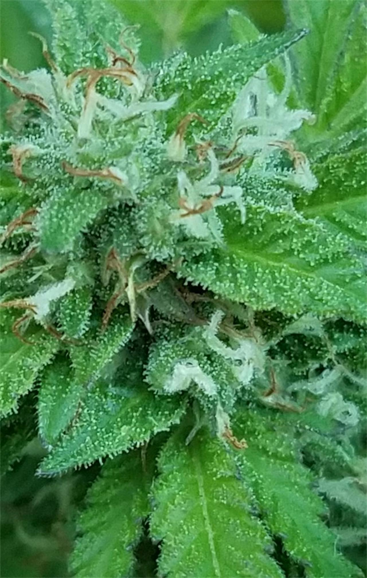 Photos of Sherbert Weed Strain Buds Leafly