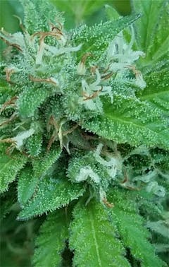 User uploaded image of Sherbert