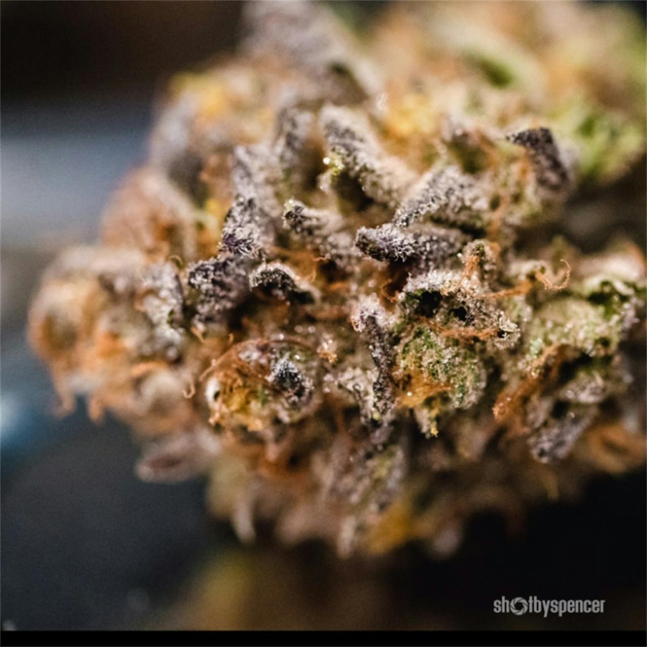 Photos of Sherbert Weed Strain Buds Leafly