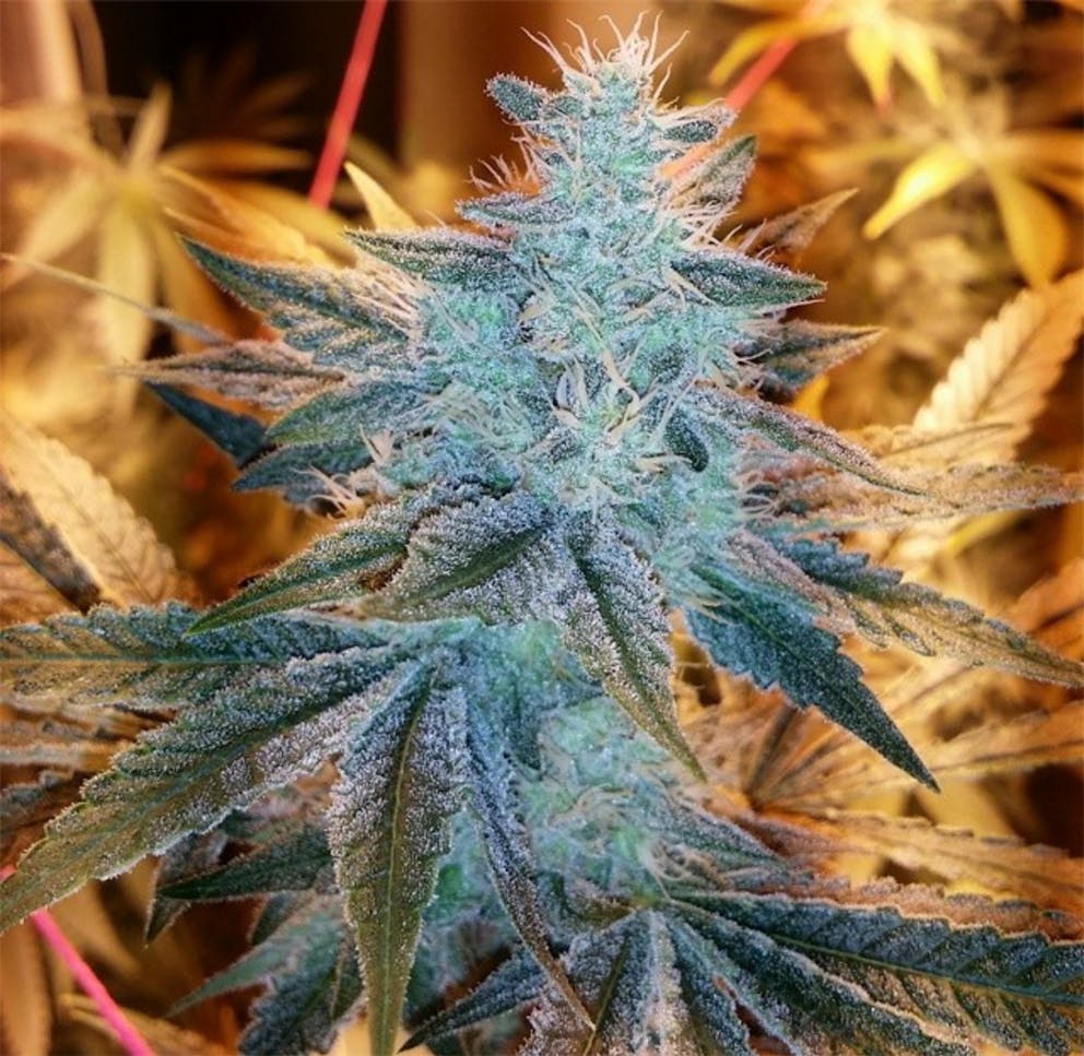 Photos of Sunshine 4 Weed Strain Buds Leafly