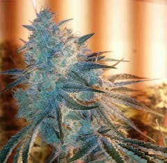 User uploaded image of Sunshine #4