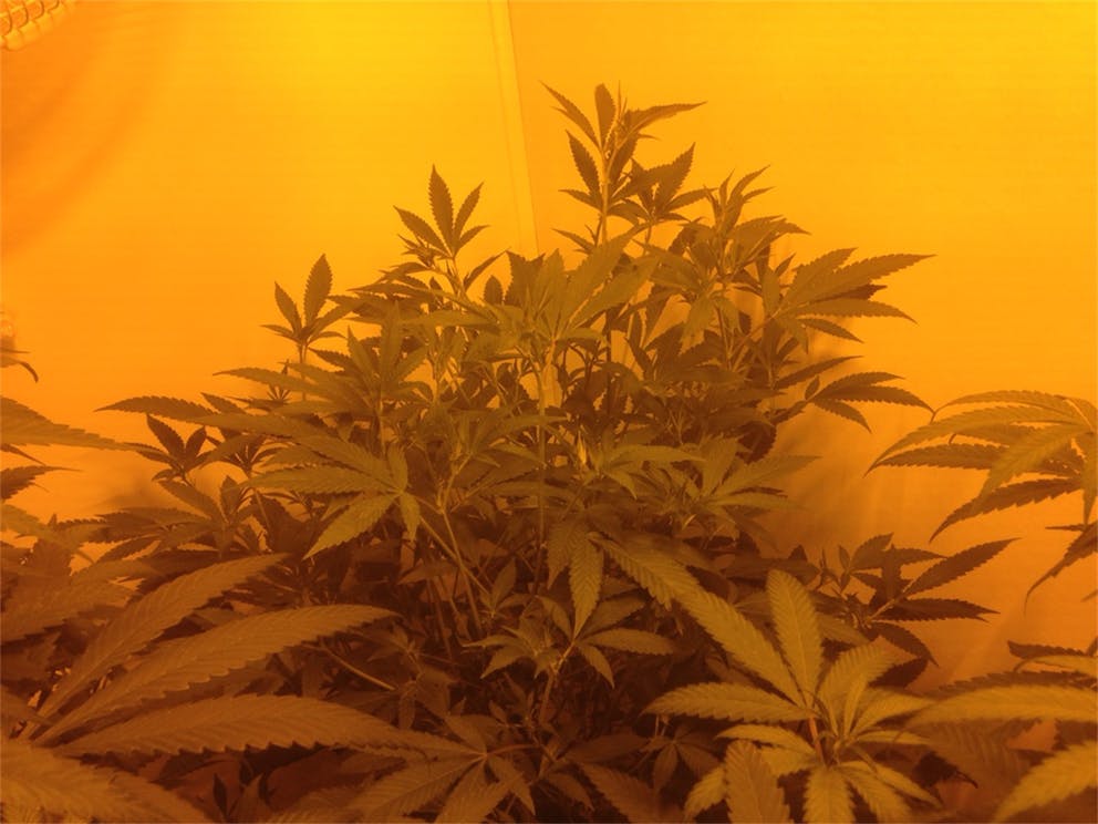 Photos of Sunshine 4 Weed Strain Buds Leafly