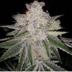 User uploaded image of Sunshine #4