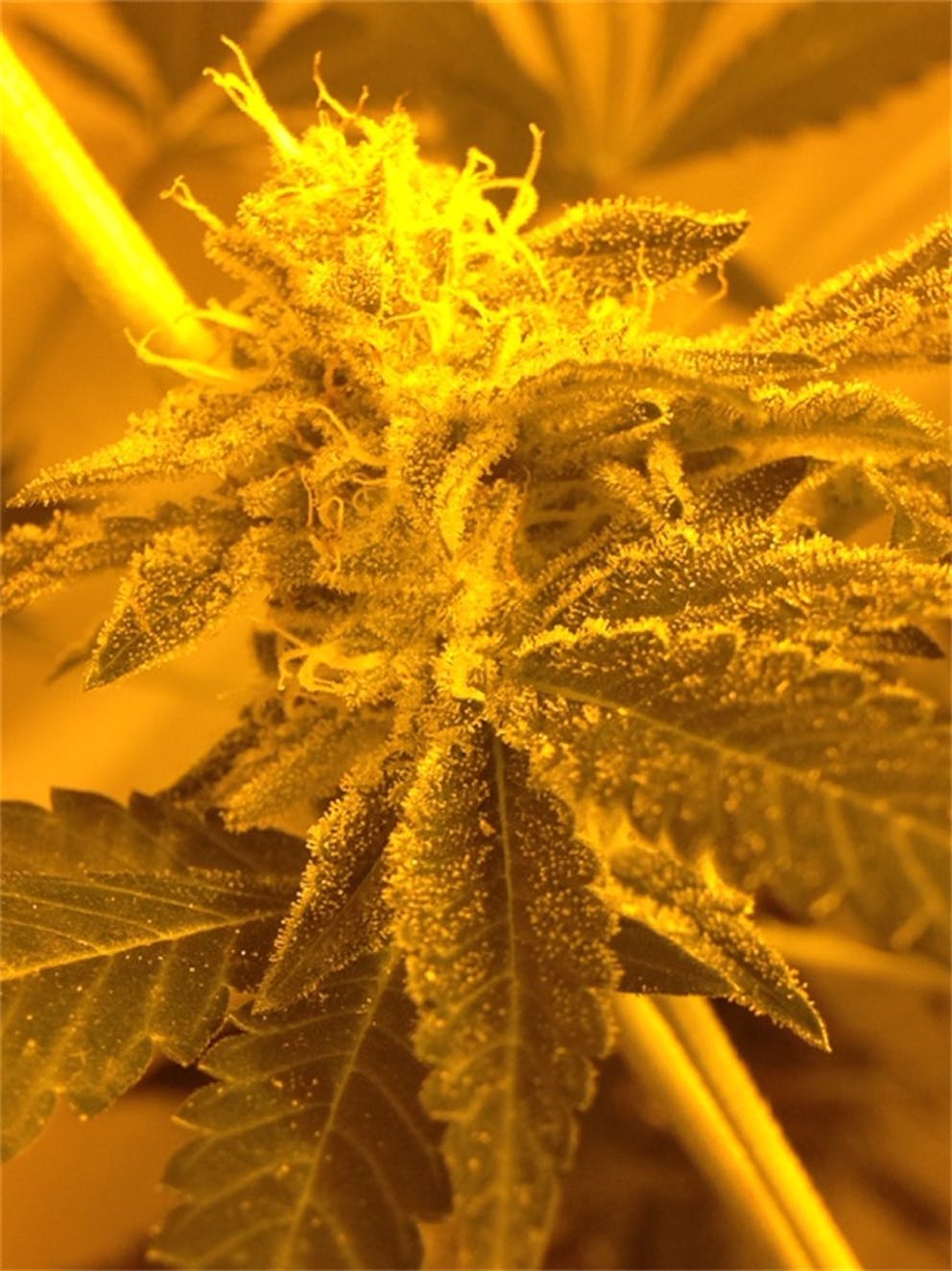 Photos of Sunshine 4 Weed Strain Buds Leafly