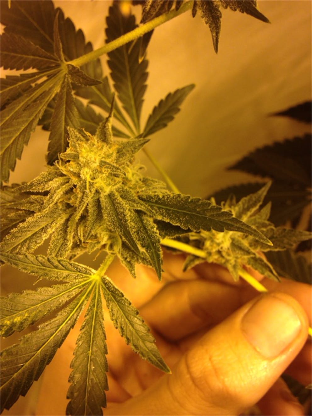 Photos of Sunshine 4 Weed Strain Buds Leafly