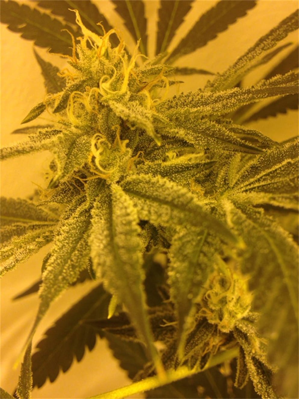 Photos of Sunshine 4 Weed Strain Buds Leafly