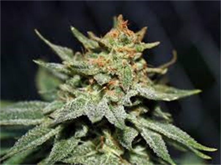 Photos of Sunshine Daydream Weed Strain Buds Leafly