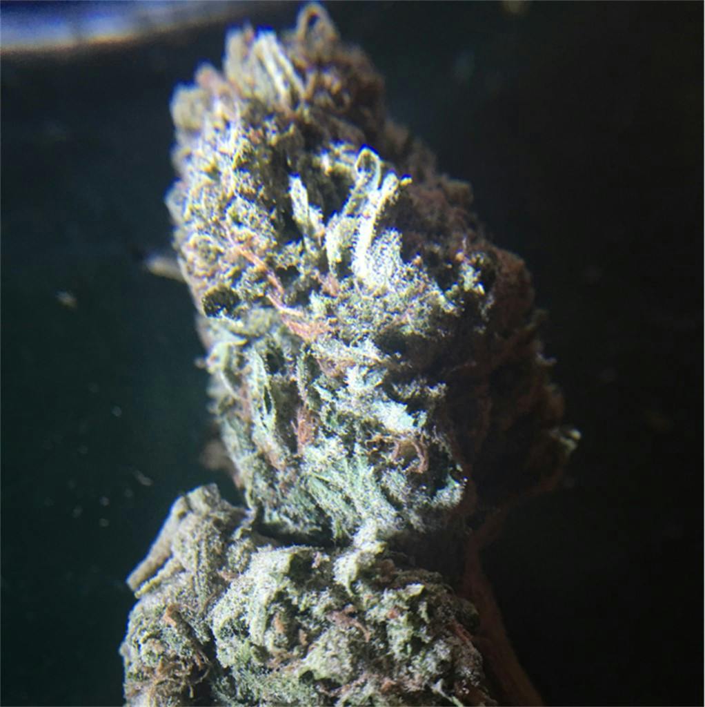 Sunshine Daydream Weed Strain Information | Leafly