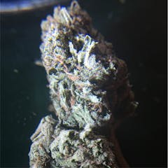 User uploaded image of Sunshine Daydream