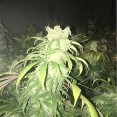 User uploaded image of Sunshine Daydream