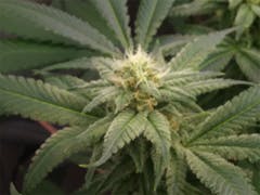 User uploaded image of Sunshine Daydream