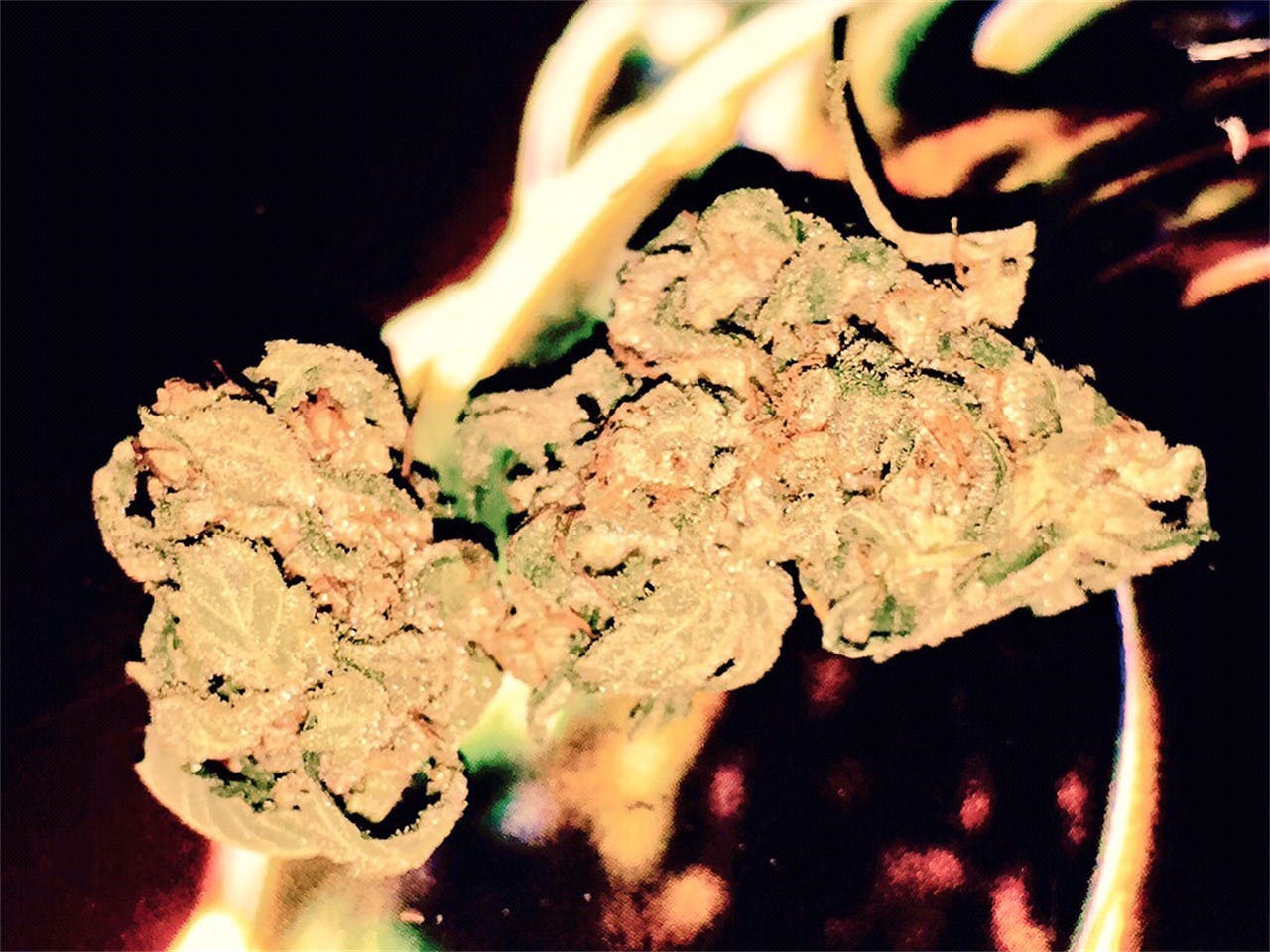 Sunshine aka Sunshine OG Weed Strain Information Leafly