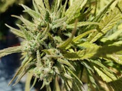 User uploaded image of Super Blue Dream