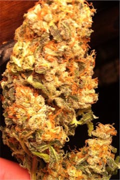 User uploaded image of Super Cat Piss