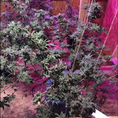 User uploaded image of Super Cheese