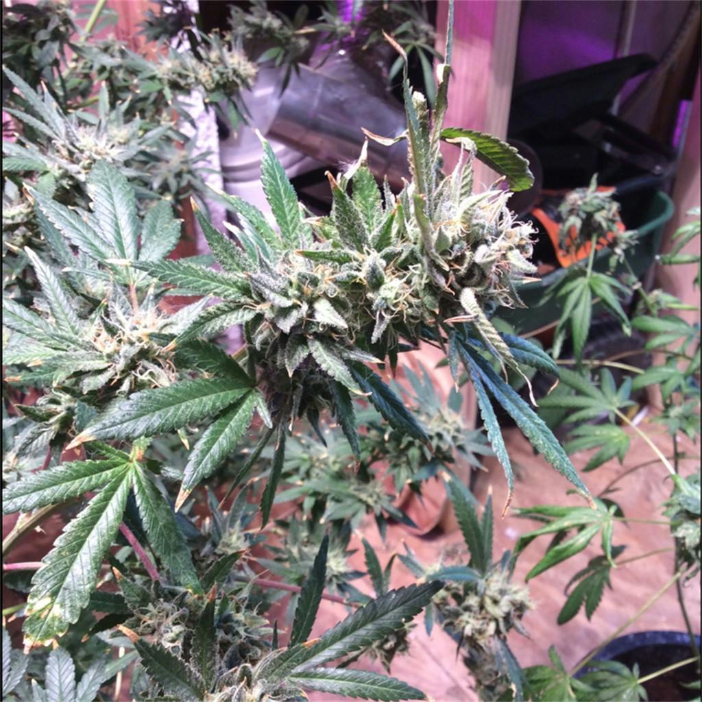 Super Cheese Weed Strain Information Leafly