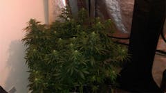 User uploaded image of Super Cheese