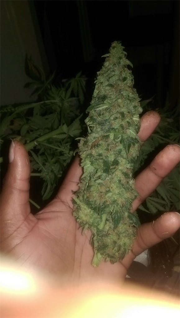 Super Cheese Weed Strain Effects & Reviews Leafly