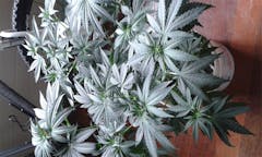 User uploaded image of Super Cheese