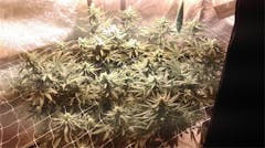 User uploaded image of Super Cheese