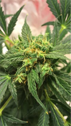 User uploaded image of Super Green Crack