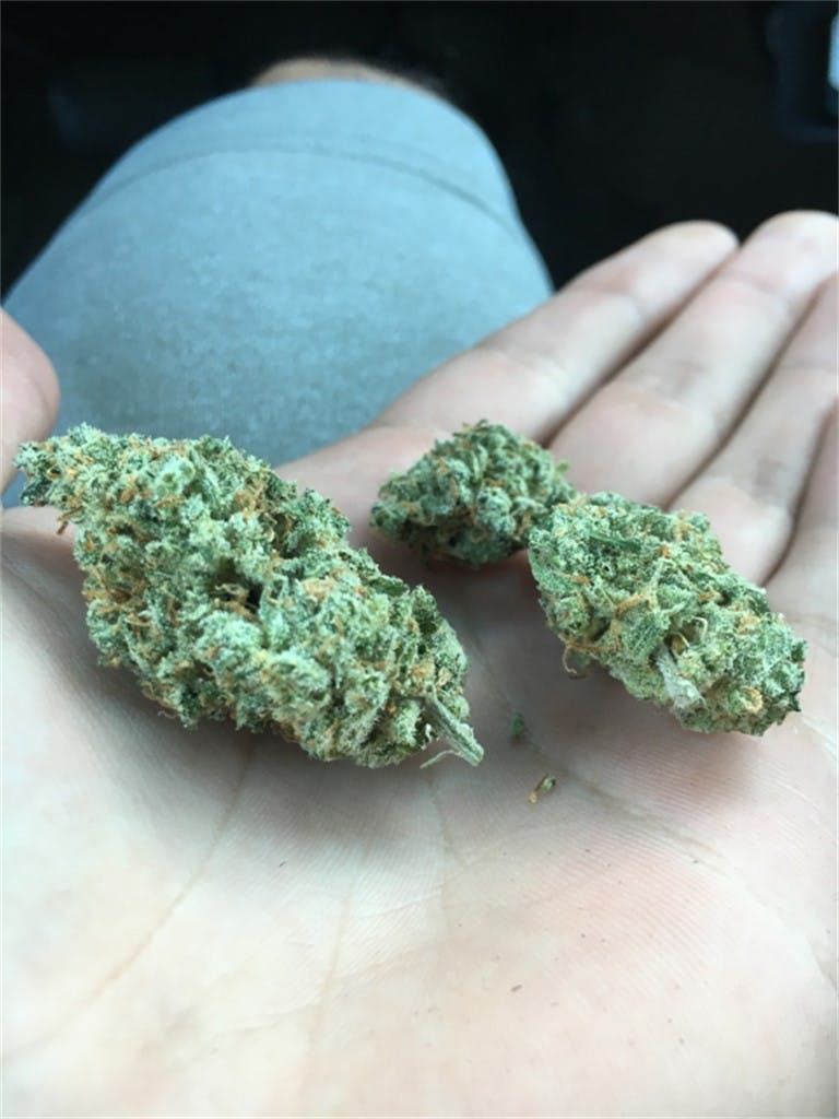 Super Jack aka Super Jack Herer, Super Silver Jack Weed Strain