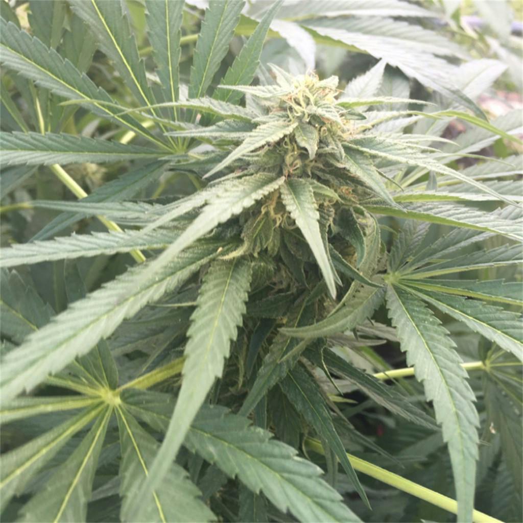 Super Lemon Haze aka SLH Weed Strain Information Leafly