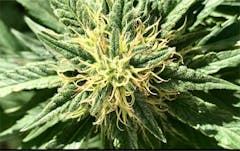 User uploaded image of Super Lemon Haze