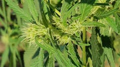 User uploaded image of Super Lemon Haze